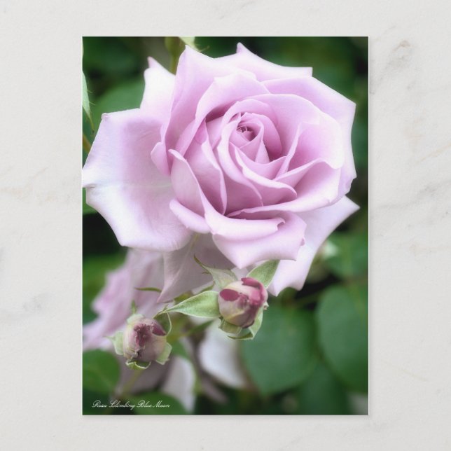 Rosa Escalade Lune Bleue : Carte postale (Devant)