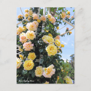 Rosa Escalade Paix : Carte postale