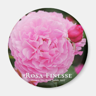 Rosa Finesse マグネット Magnet
