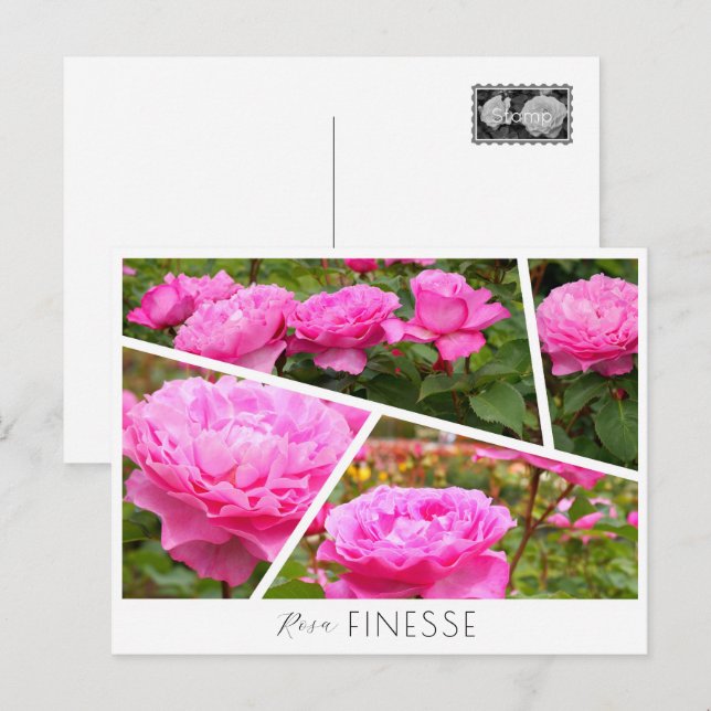 Rosa Finesse Postcard (Front/Back)