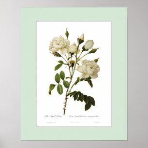 Rosa francofurtana,Custom border Poster