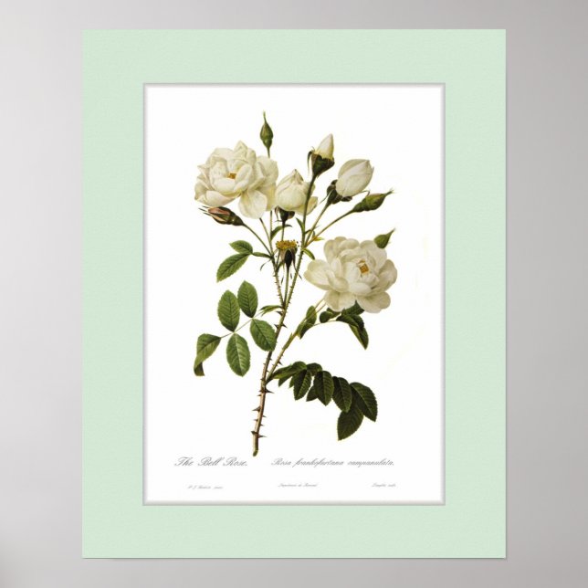 Rosa francofurtana,Custom border Poster (Front)