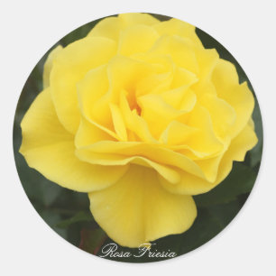 Rosa Friesia Classic Round Sticker
