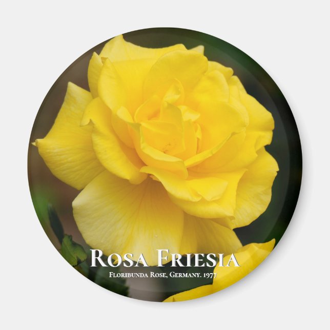 Rosa Friesia Magnet (Front)