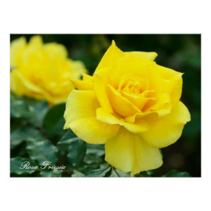 Rosa Friesia:Perfect Poster
