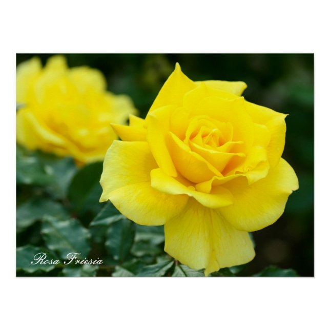 Rosa Friesia:Perfect Poster (Front)
