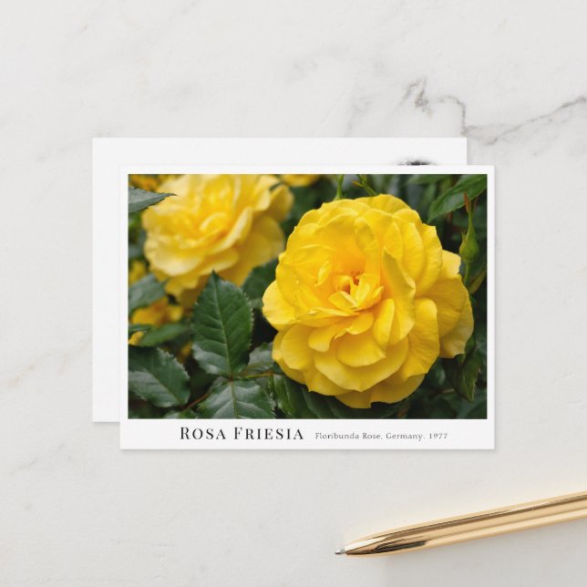 Rosa Friesia Postcard (Front/Back In Situ)