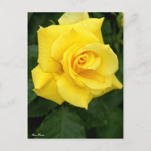 Rosa Friesia：Postcard Postcard