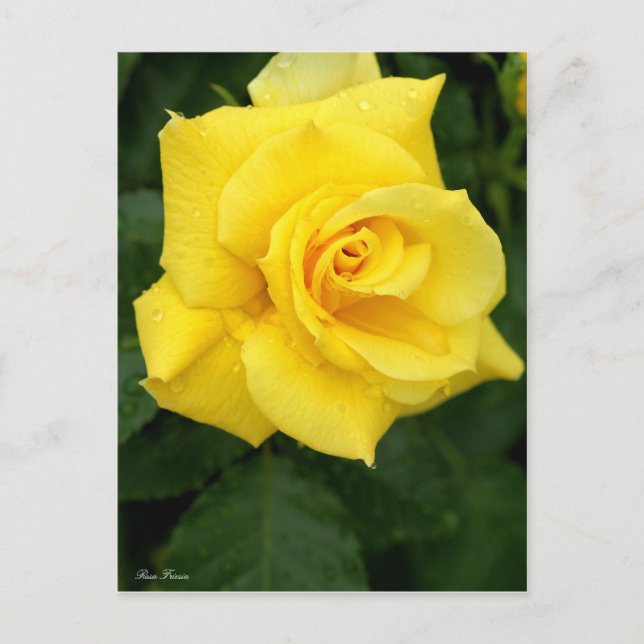Rosa Friesia：Postcard Postcard (Front)