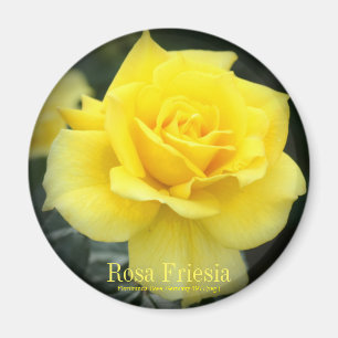 Rosa Friesia:Round Magnet