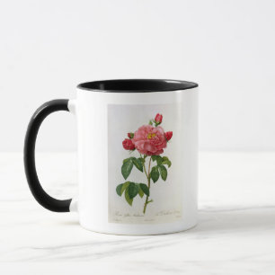 Rosa Gallica Aurelianensis Mug