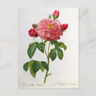 Rosa Gallica Aurelianensis Postcard