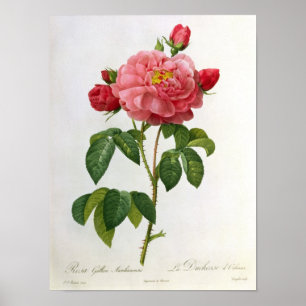 Rosa Gallica Aurelianensis Poster
