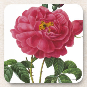 Rosa Gallica Coaster