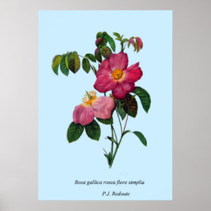 Rosa gallica,Pierre Joseph Redouté Poster