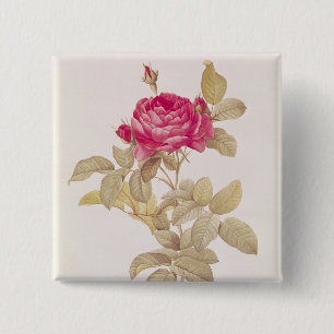 Rosa Gallica Pontiana, from 'Les Roses' 2 Inch Square Button