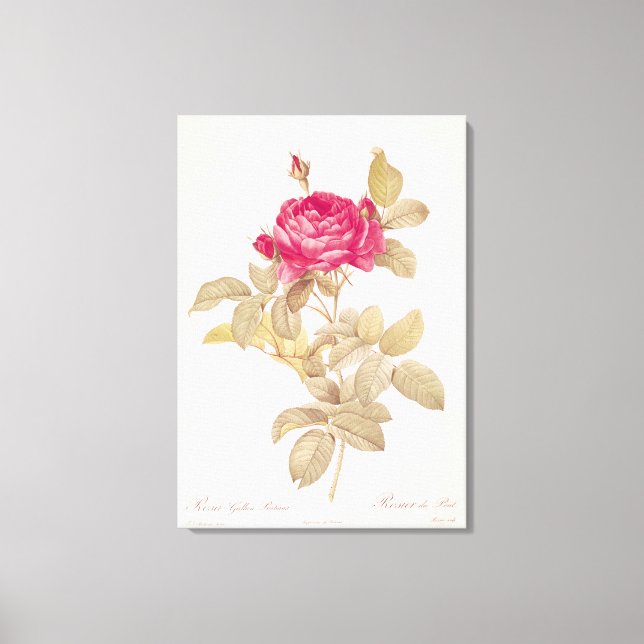 Rosa Gallica Pontiana, from 'Les Roses' Canvas Print (Front)