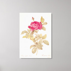Rosa Gallica Pontiana, from 'Les Roses' Canvas Print