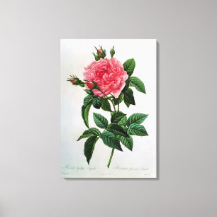 Rosa Gallica Regallis Canvas Print