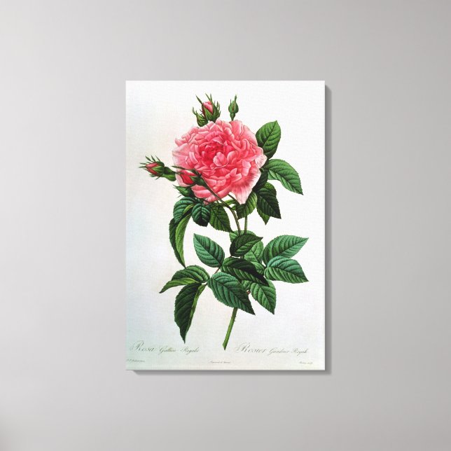 Rosa Gallica Regallis Canvas Print (Front)