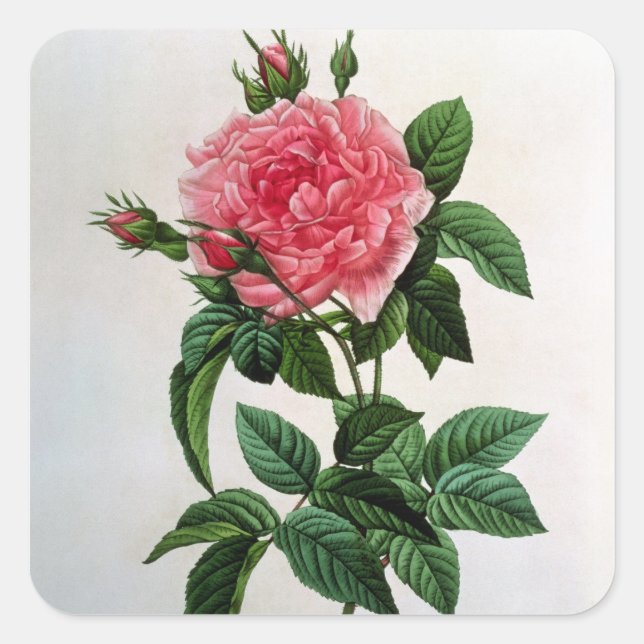 Rosa Gallica Regallis Square Sticker (Front)