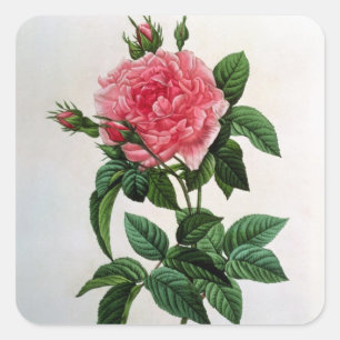 Rosa Gallica Regallis Square Sticker