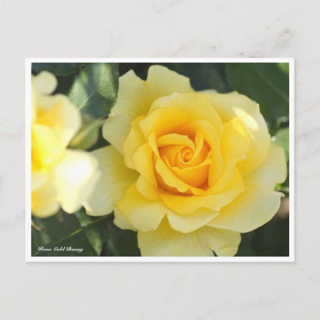 Rosa Gold Bunny Postcard (Front)