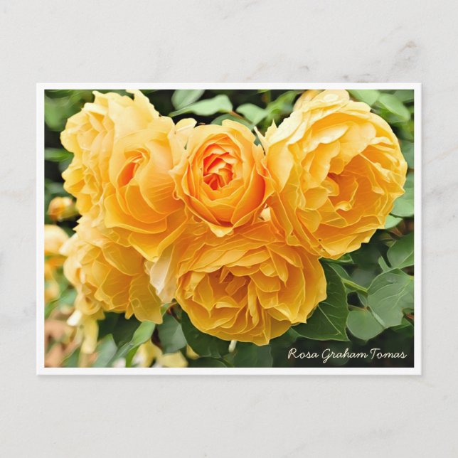 Rosa Graham Tomas Postcard (Front)