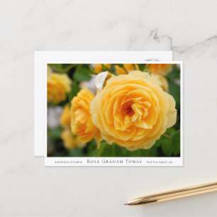 Rosa Graham Tomas Postcard