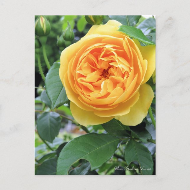 Rosa Graham Tomas：Postcard Postcard (Front)