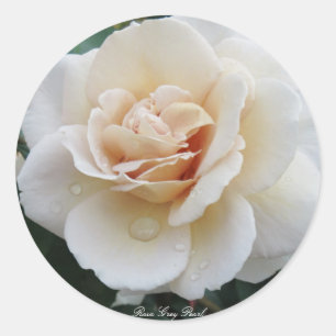 Rosa Grey Pearl Classic Round Sticker