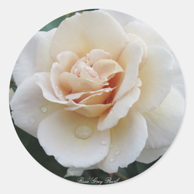Rosa Grey Pearl Classic Round Sticker (Front)