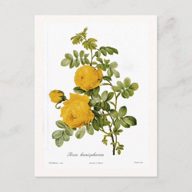 Rosa hemispherica postcard (Front)