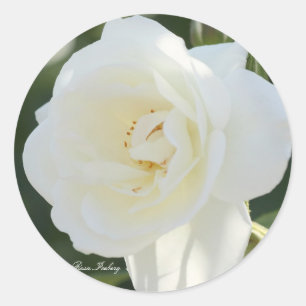 Rosa Iceberg Classic Round Sticker