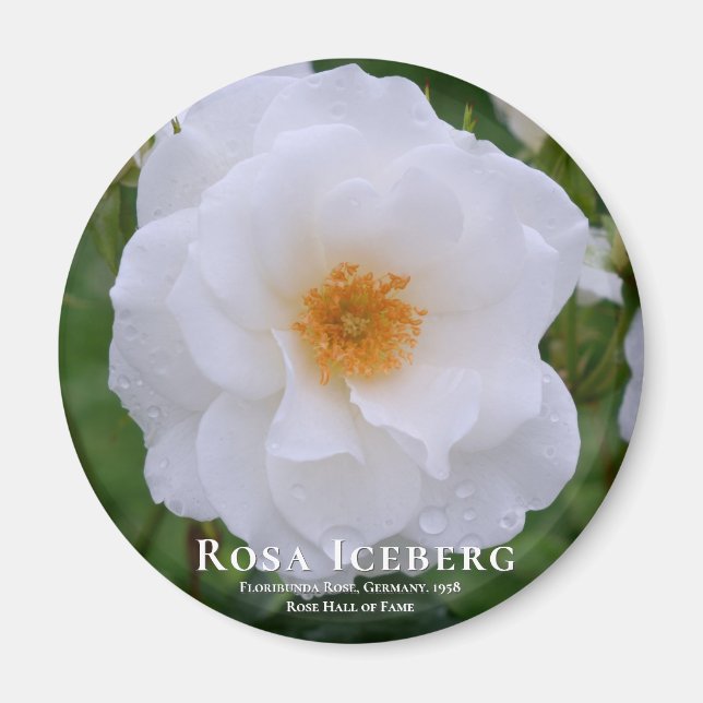 Rosa Iceberg Magnet (Front)