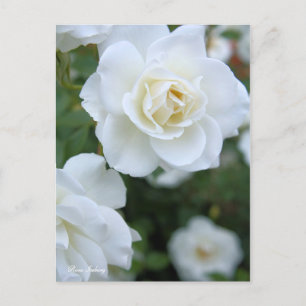 Rosa Iceberg [Postcard] Postcard