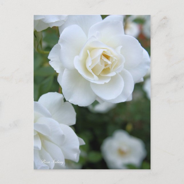 Rosa Iceberg [Postcard] Postcard (Front)