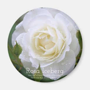 Rosa Iceberg:Round Magnet