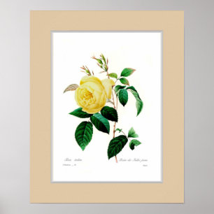 Rosa indica,Custom border Poster