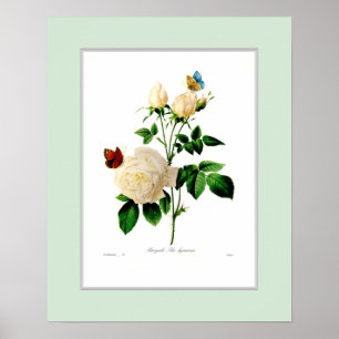 Rosa indica,Custom border Poster