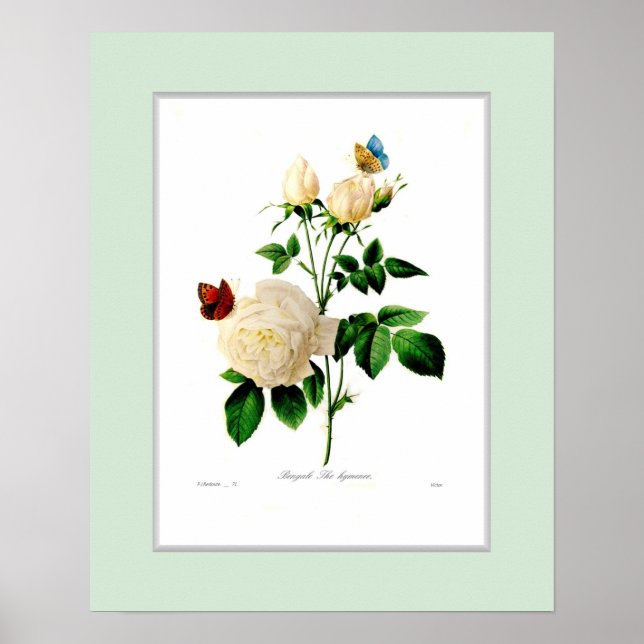Rosa indica,Custom border Poster (Front)