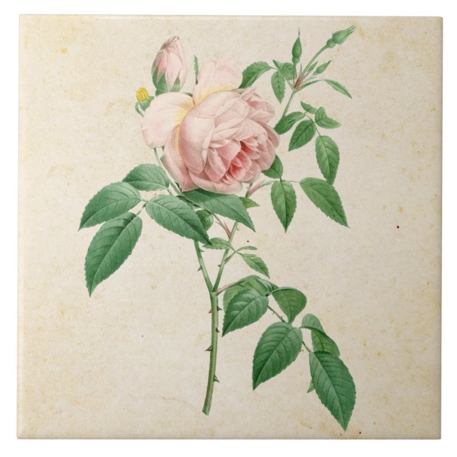 Rosa indica fragrans botanical illustration tile (Front)