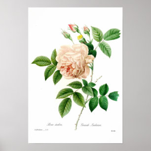Rosa indica poster