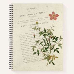 Rosa Indica Pumila Notebook
