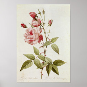 Rosa Indica Vulgaris, from 'Les Roses' Poster