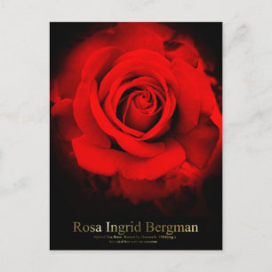 Rosa Ingrid Bergman : Carte postale
