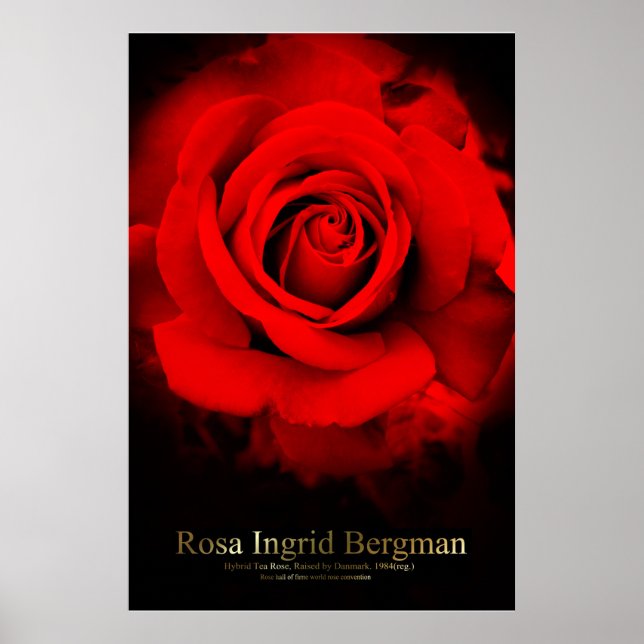 Rosa Ingrid Bergman : Poster (Devant)