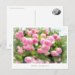 Rosa Jasmina Postcard