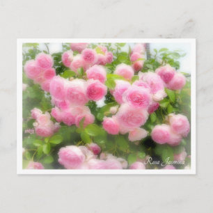 Rosa Jasmina Postcard