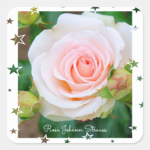 Rosa John Strauss [Square Seal] Square Sticker